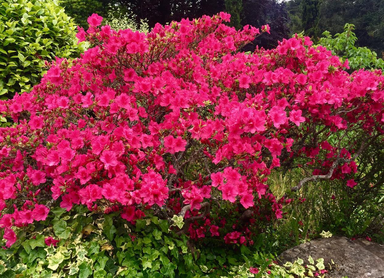 Quinta Das Faias Camacha  Luaran gambar