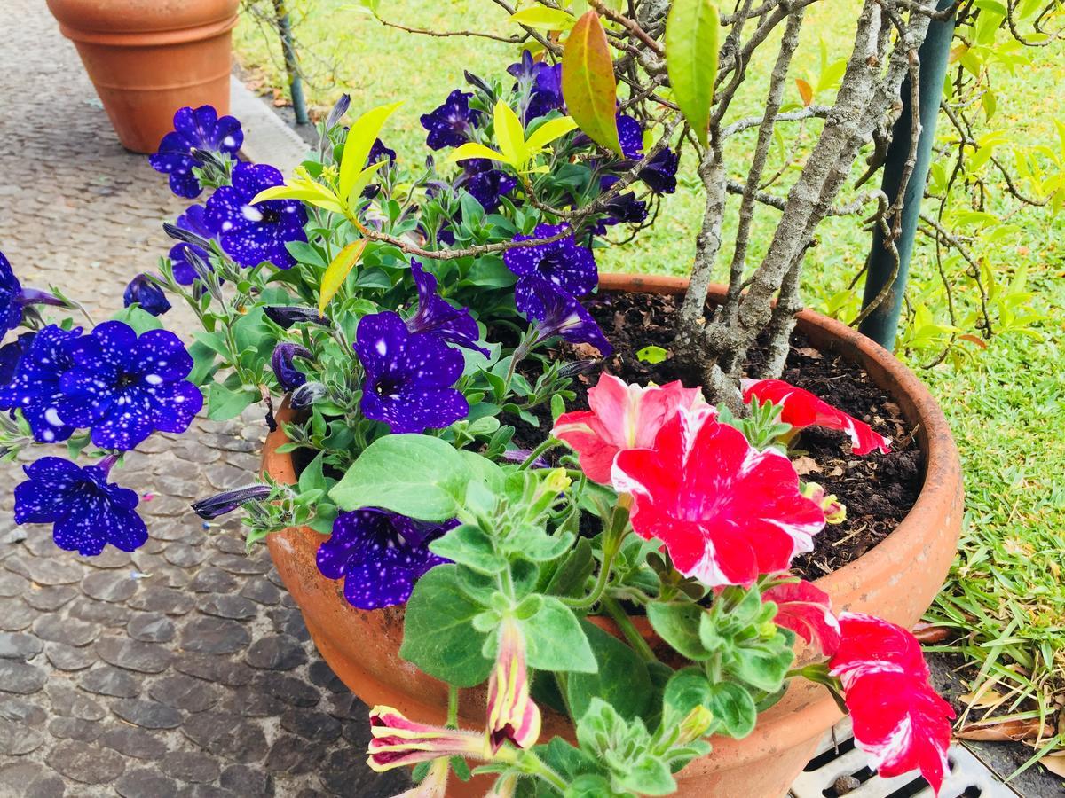 Quinta Das Faias Camacha  Luaran gambar