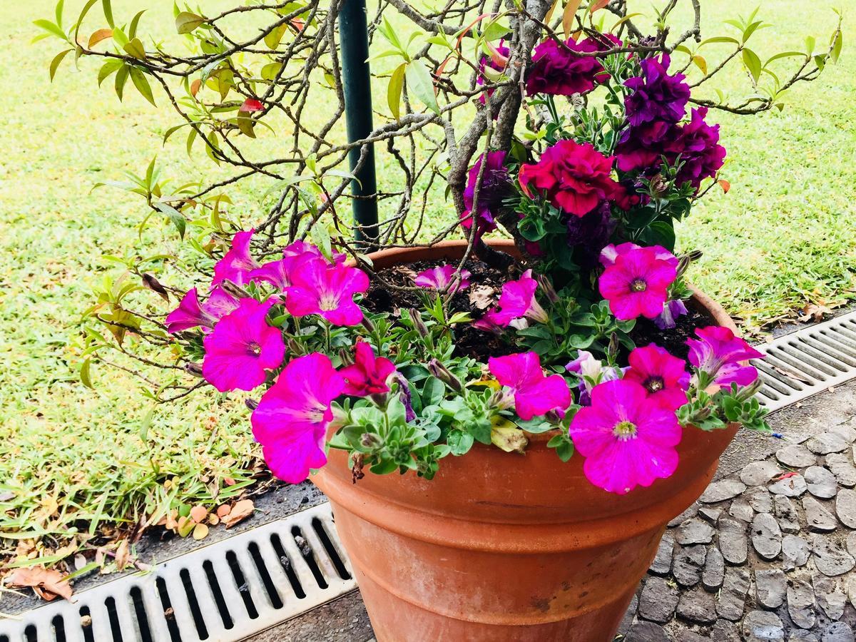 Quinta Das Faias Camacha  Luaran gambar
